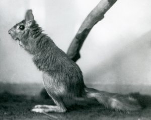 Een Zuid-Afrikaanse Springhaas zittend bij een tak in zijn verblijf, London Zoo, december 1925 door Frederick William Bond