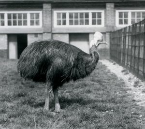 Een Zuidelijke Kasuaris in de London Zoo in juni 1925
