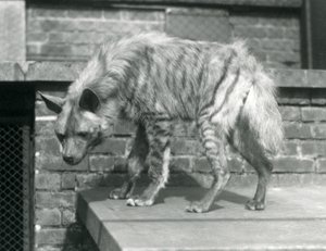 Een Gestreepte Hyena staand op een platform in zijn verblijf in de London Zoo, juni 1925 door Frederick William Bond