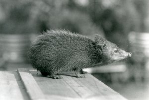 Een tenrec in de London Zoo in 1929 door Frederick William Bond
