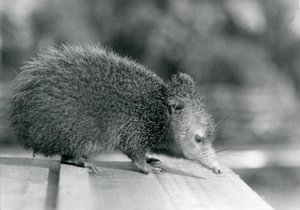 Een Tenrec in de London Zoo in 1929 door Frederick William Bond