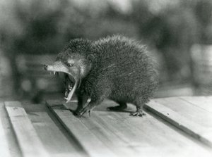 Een Tenrec met zijn mond open, zijn brede bek en scherpe tanden tonend, London Zoo door Frederick William Bond