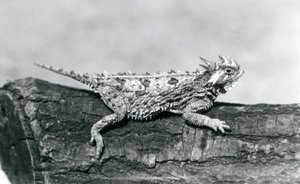 Een Texaanse gehoornde hagedis/Horntoad/Horned Toad/Horny Toad rustend op een boomstam in London Zoo in augustus 1928 (zwart-wit foto) door Frederick William Bond