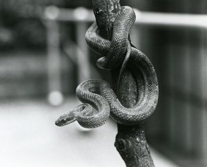Een Texas Rat Slang gewikkeld rond een bijna verticale tak in de London Zoo in augustus 1928