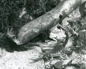 Een Texaanse schorpioen in de London Zoo in 1928 door Frederick William Bond