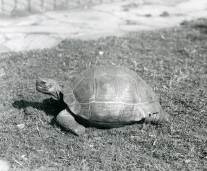 Een schildpad staand op gras in de London Zoo in 1926 door Frederick William Bond