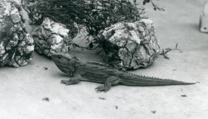 Een Tuatara in de London Zoo in 1927
