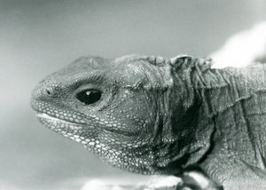 Een Tuatara in London Zoo in 1928 (zwart-wit foto) door Frederick William Bond