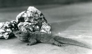 Een Tuatara, liggend voor een rots, in de London Zoo in 1928