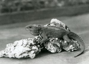 Een Tuatara, liggend op een rots, in London Zoo in 1929 (zwart-wit foto)