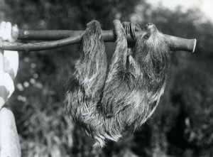 Een twee-tenige luiaard hangend aan een afgesneden tak, vastgehouden door een verzorger, London Zoo, 1925