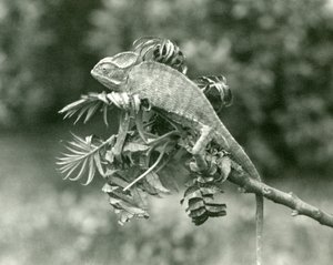 Een gesluierde of Jemen kameleon aan het einde van een bladerige tak in London Zoo, juni 1924