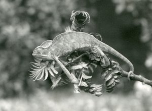 Een gesluierde of Jemen kameleon houdt zich vast aan het einde van een bladerige tak met zijn grijptail, London Zoo, juni 1924 door Frederick William Bond