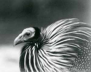 Een gierparelhoen in London Zoo in 1927