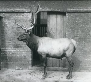 Een WapitiElk hert staand in zijn verblijf in London Zoo in september 1927 door Frederick William Bond