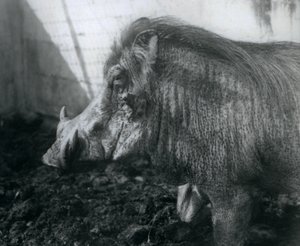 Een Wrattenzwijn staand in de modder, London Zoo, 1927