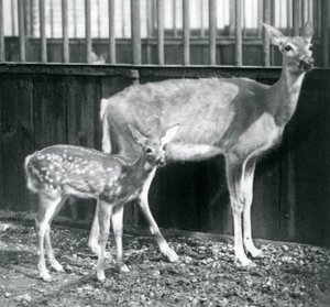 Een Witte Staart Virginiahert met haar kalf in de London Zoo in augustus 1927 door Frederick William Bond