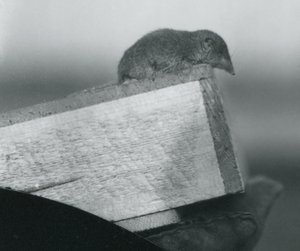 Een witvoetspitsmuis kijkend over de rand van een houten doos, vastgehouden door een verzorger, London Zoo, april 1917