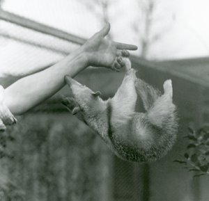 Een jonge kraagtamandua die met zijn grijpstaart aan de vingers van zijn verzorger hangt terwijl hij probeert de arm van de verzorger vast te houden, Londense dierentuin, april 1925 door Frederick William Bond
