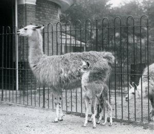 Een baby lama of cria met zijn moeder bij de London Zoo, 1926 door Frederick William Bond