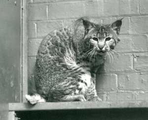Een rode lynx kijkend vanaf een richel in zijn verblijf, London Zoo, maart 1925