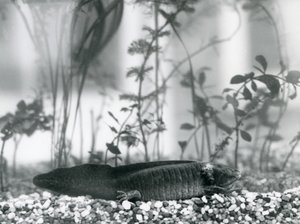 Een zwarte Axolotl/Mexicaanse Salamander rustend op grind op de bodem van een tank in de London Zoo in 1928 door Frederick William Bond