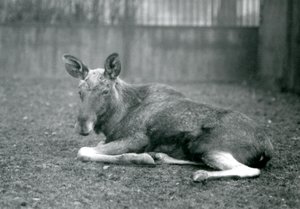 Een stier Eland met littekens van recent afgeworpen gewei, liggend in London Zoo, januari 1926