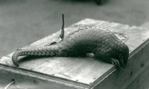 Een ernstig bedreigde Chinese pangolin kijkt over de rand van de houten kist waarop hij zit, London Zoo, juli 1925 door Frederick William Bond