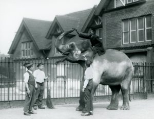 Een Versierde Indiase Olifant, met drie verzorgers en trainer, buiten het Olifantenhuis in de London Zoo in 1927