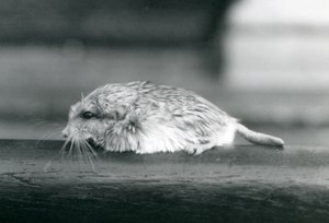 Een dikstaartgerbil, London Zoo, juli 1925