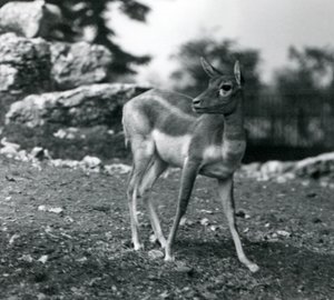 Een vrouwelijke zwartbok in de London Zoo door Frederick William Bond