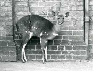 Een vrouwelijke Kaapse BosbokImbabala staand tegen een muur in London Zoo in oktober 1927 door Frederick William Bond