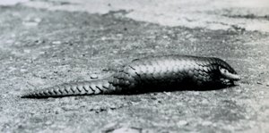 Een vrouwelijke Chinese Schubdier in de London Zoo in augustus 1925 door Frederick William Bond