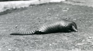 Een vrouwelijke Chinese Schubdier in de London Zoo in augustus 1925