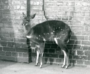 Een vrouwelijke Imbabala Kaapse Bosbok staat tegen een muur in de Londense Zoo, 6 oktober 1927 door Frederick William Bond