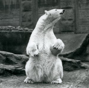 Een vrouwelijke ijsbeer zittend op haar achterwerk op de Mappin Terrassen in London Zoo in september 1928 door Frederick William Bond