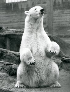 Een vrouwelijke ijsbeer zittend op haar achterwerk op de Mappin Terrassen in London Zoo in september 1928 door Frederick William Bond