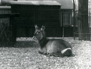 Een vrouwelijke waterbok, Kobus ellipsiprymnus, zittend in haar verblijf in de Londense dierentuin, juni 1924