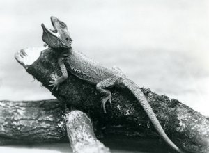 Een gapende baardagaam die zich vasthoudt aan een boomstam, London Zoo, augustus 1928 door Frederick William Bond