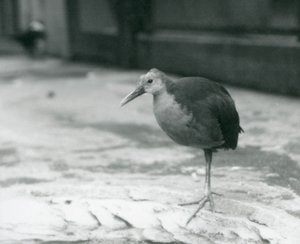 Een grijsnek houtrail of grijsgekroonde houtrail (Aramides cajaneus) staat op één been in de Londense Zoo in september 1927