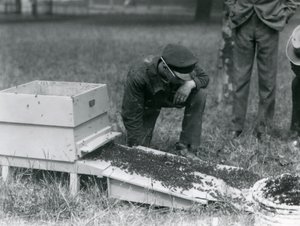 Een groep verzorgers, waaronder Brown, verplaatst een zwerm honingbijen, London Zoo, juli 1926 door Frederick William Bond