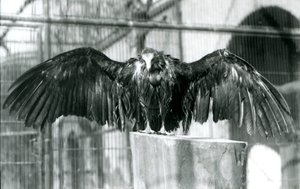 Een kapgier, staand op een boomstam met uitgespreide vleugels, genietend van een aprilbui in de London Zoo, voor 1930 (zwart-wit foto)