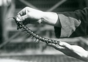 Een verzorger die een Reuzenmiljoenpoot in zijn handen houdt, London Zoo, 1927 door Frederick William Bond
