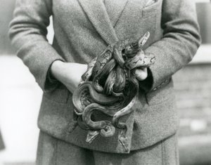 Een verzorger die een knoop van jonge Koninklijke of Balpythons vasthoudt in London Zoo in 1931