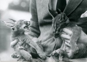 Een verzorger houdt een paar Caracal-kittens op zijn schoot, London Zoo door Frederick William Bond