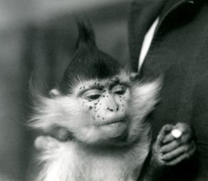Een verzorger houdt Freckles vast, een Zwarte Kuifmangabey of Congo Mangabey, London Zoo, 1924 door Frederick William Bond