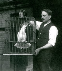 Een verzorger houdt een zwavelkuifkaketoe, Jade, in zijn kooi in de London Zoo in oktober 1924