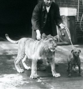 Een verzorger die een hond en een jonge leeuw uitlaat, London Zoo, augustus 1925 (zwart-wit foto)
