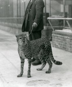 Een verzorger met een cheetah aan de lijn, London Zoo door Frederick William Bond