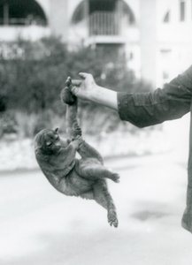 Een Kinkajoe opgehangen aan de vinger van een verzorger door zijn grijpstaart, London Zoo, september 1925 door Frederick William Bond